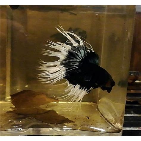 Mys412 Black Copper Butterfly Crowntail Erkek Betta L