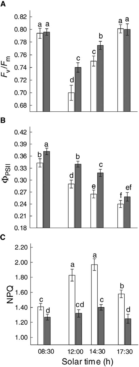 Diurnal Variations In Maximal F V F M A And Actual Efficiency Φ Download Scientific