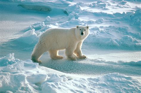 Polar Bear Ursus Maritimus Yearling Photograph By Dan Guravich Pixels