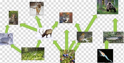 Rainforest Ecosystem Animals Food Chain