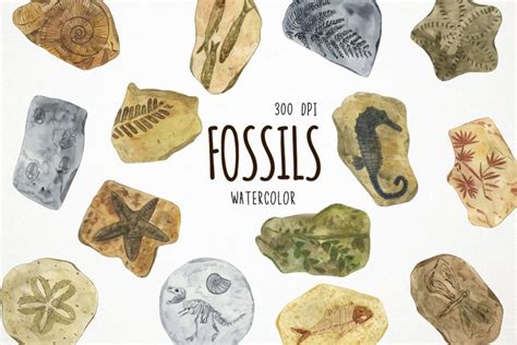 Watercolor Fossils Clipart, Fossils Clip Art, Fossil Clipart