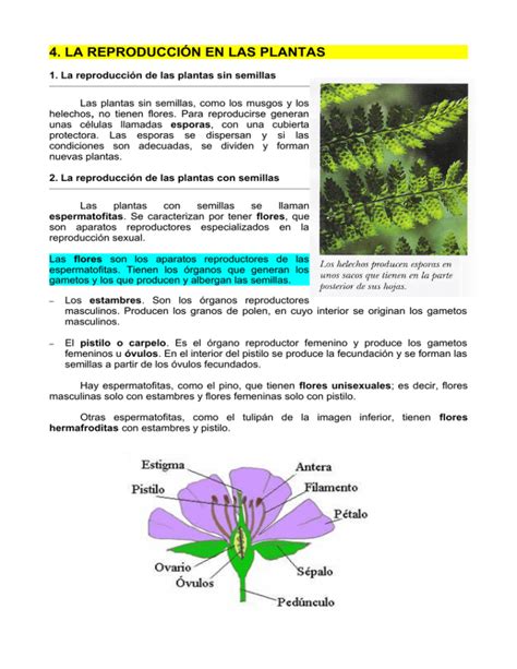 4 la reproducción en las plantas