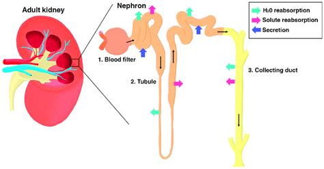 The Nephron Is The Functional Subunit Of The Kidney Left Schematic