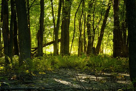 Forest Landscape Free Stock Photo - Public Domain Pictures