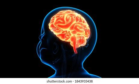 Human Child Body Brain Anatomy Physiology Stock Illustration 2222835493 ...