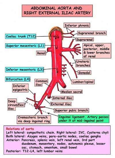 CT2009: Abdominal Aorta Branches