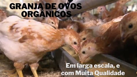 Granja de Ovos Orgânicos YouTube