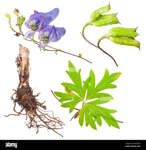 Medicinal plant: Aconite Stock Photo - Alamy