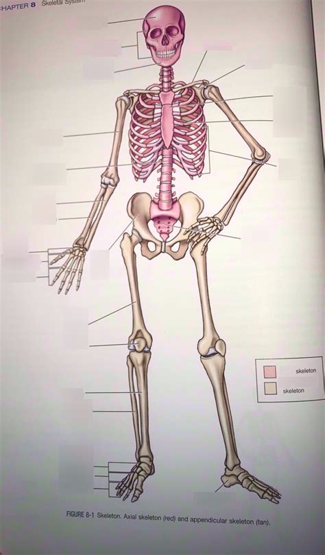 A P Unit 4 Skeletal System Diagram Quizlet