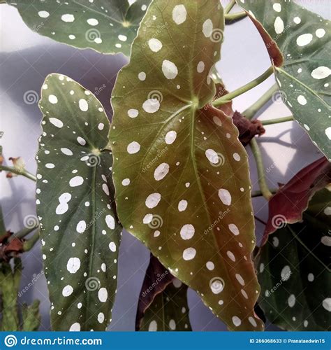 White spotted leaves stock image. Image of plant, leaves - 266068633