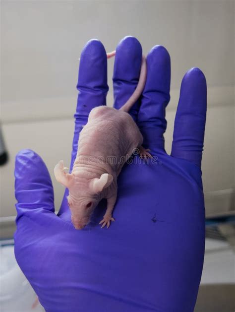 Rato Do Nude Para a Pesquisa Imagem de Stock Imagem de ciência cura 34439219