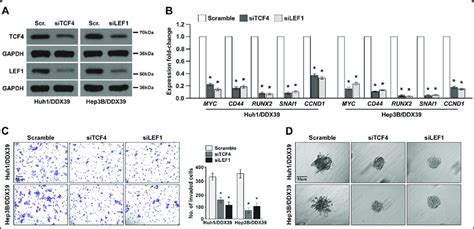 Ddx39 Promotes Hcc Progression Through Activating Wntβ Catenin Download Scientific Diagram