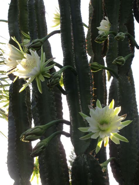 Night Blooming Cereus Cactus in my Backyard