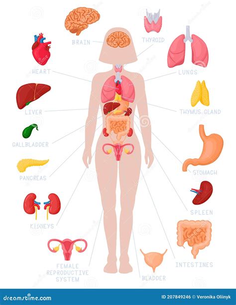 Human Anatomy Infographic Poster With The Internal Organs, 54% OFF