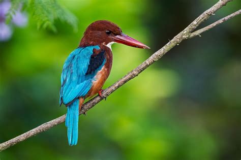 Hunting Kingfisher Pet Birds Beautiful Creature