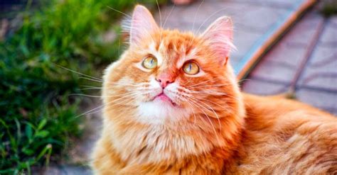 42 Clever And Perfect Ginger Cat Names A Z Animals