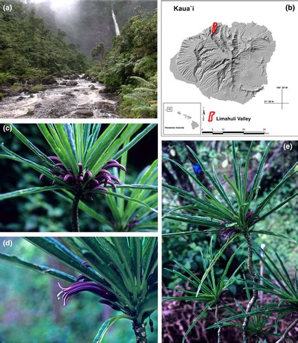 Cyanea Kuhihewa Rediscovering One Of Hawaiis Rarest Trees Rønsted