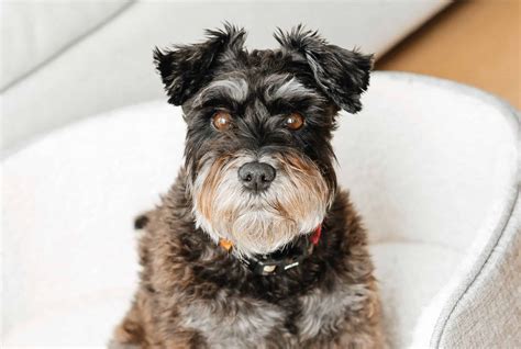 11 Best Schnauzer Haircut Ideas [With Pictures]!