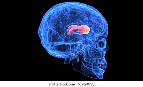 D Illustration Human Skull Brain Anatomy Shutterstock