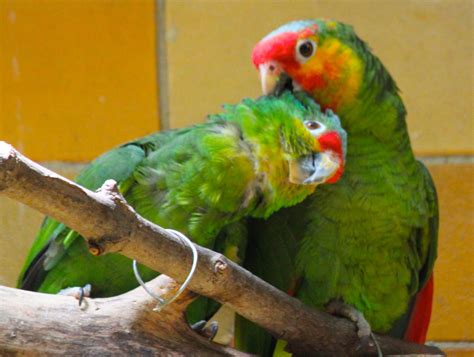 Red Lored Amazon Parrots by WilliamJCovello on DeviantArt