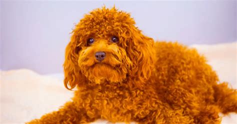 13 Poodle Colors: From Popular To Unusual | PoodleHQ