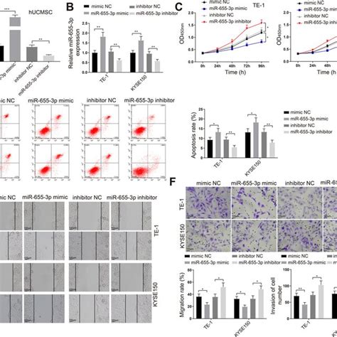 Low Expression Of Mir P In Escc Note A Qrt Pcr Was Used To