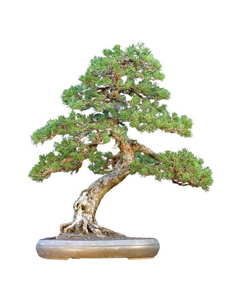 Mugo Pine Dwarf Bonsai | BonsaiStore.co