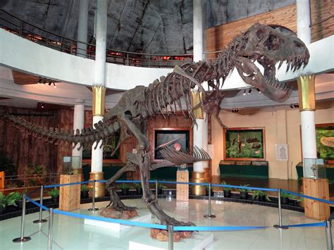 Free photo: Skeleton, Dinosaur, Display, Museum - Free Image on Pixabay ...