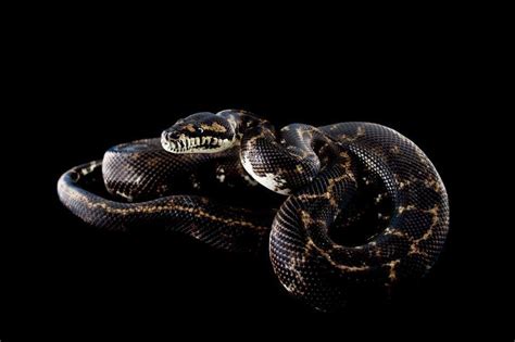 Carpet Python Breeding Habits | www.resnooze.com