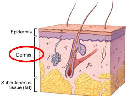 Superficial Cutaneous And Subcutaneous Fungi Flashcards Quizlet