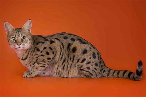 Savannah cat, Cat Breeds information