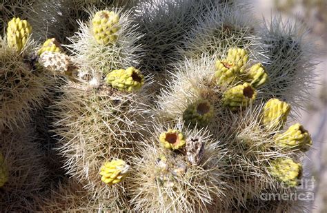 Teddy Bear Cholla Cactus Photograph by Linda Vanoudenhaegen - Pixels