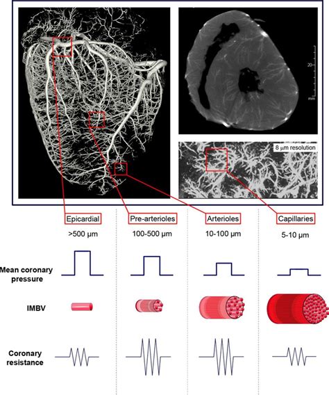 Quantitative Assessment Of Coronary Microvascular Function