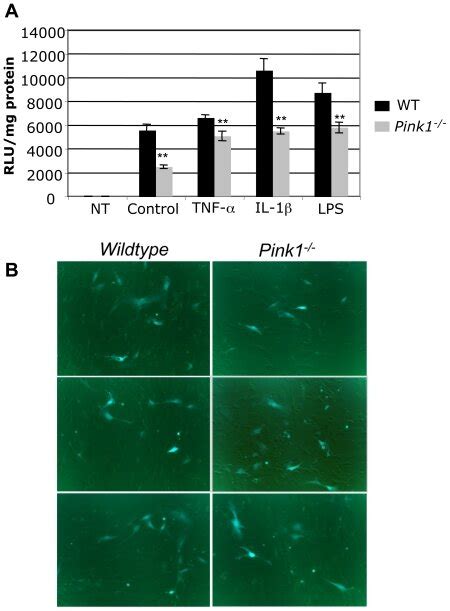 Wildtype And Pink1−− Mef Were Transfected With Plasmid Pnf κb Luc