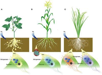 frontiers cobalt  essential micronutrient  plant growth