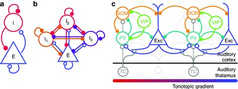 Simplified Views Of Cortical Circuits A Diagram Of Download