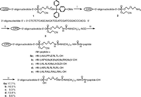 Scheme 2 Synthesis Of Dna Peptide Conjugates By Solid Phase Fragment