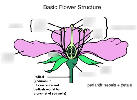 Flower Anatomy Diagram | Quizlet