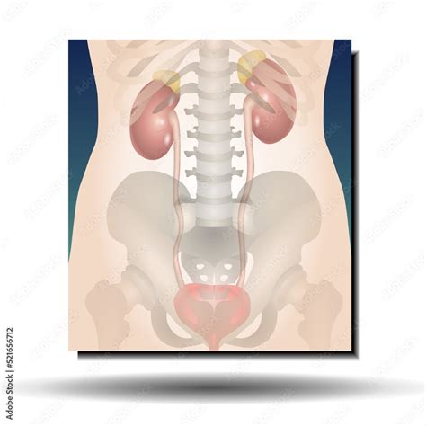 Urinary System Female Fla Source File Available Female