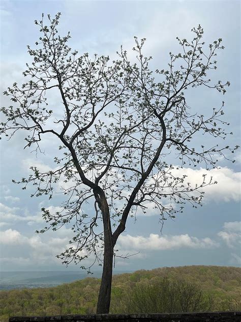 Spring Tree At Monte Sano State Park Digital Art By G Schoolfield