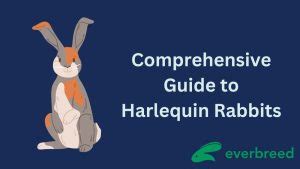 Comprehensive Guide To Harlequin Rabbits Everbreed