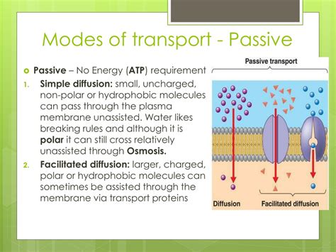 Ppt Passive Movement Across Plasma Membrane Nature Of Biology