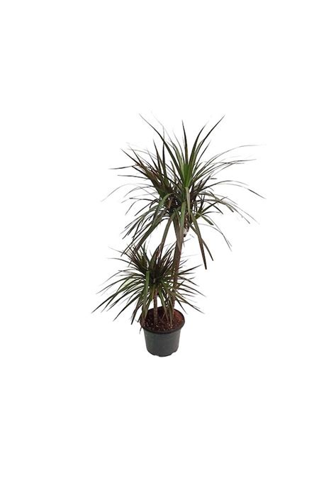 Dracaena Marginata Yerli Cm Saks Da Fiyatlar Ve Zellikleri