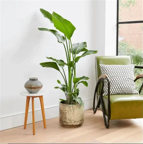 Banana Trees Plant Lover S Guide To Buying Caring And Vastu Tips