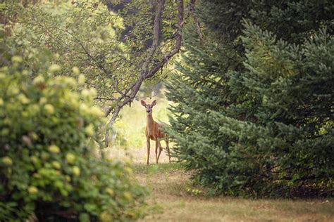 Where To Shoot A Deer? For October 2022