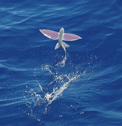 Flying Fish | Criaturas marinas bonitas, Criaturas hermosas ...