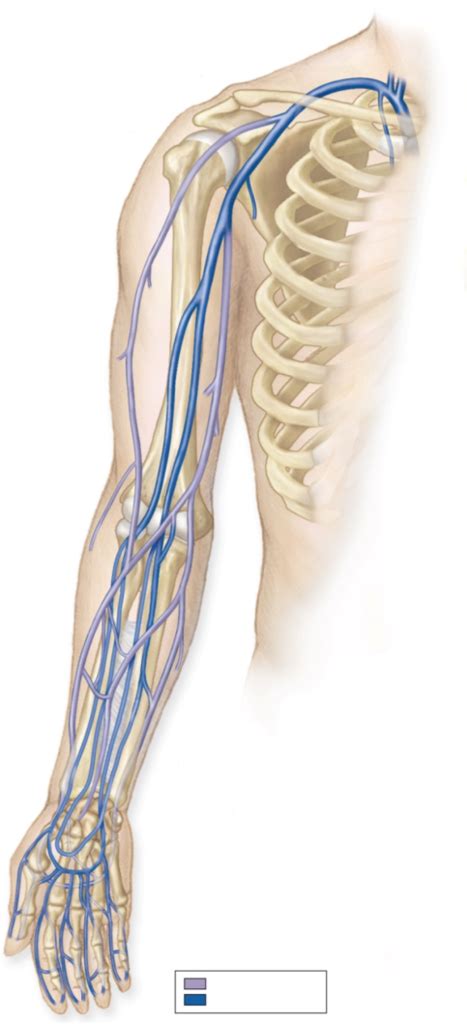 Arm Veins Diagram Quizlet