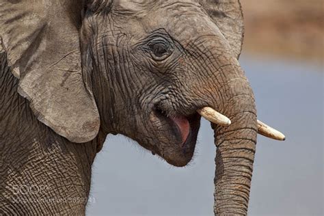 Photograph Elephant Smile By Mario Moreno On 500px