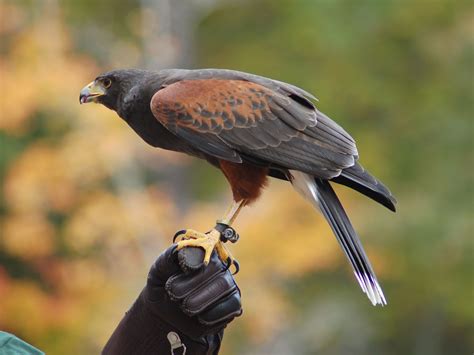 The Online Zoo - Harris's Hawk