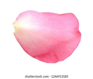 880,779 Single petal Images, Stock Photos & Vectors | Shutterstock 